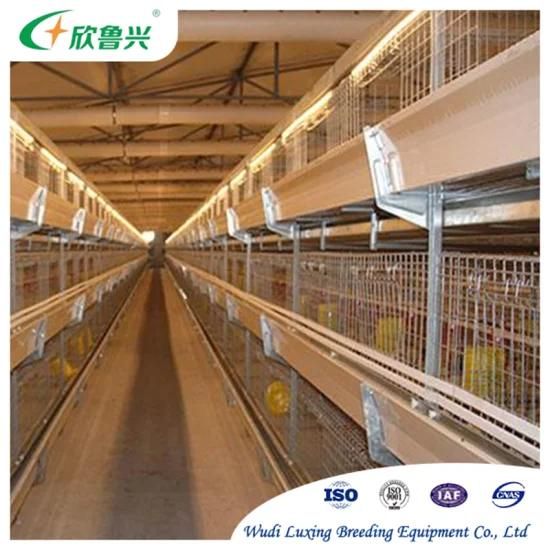 Chicken Breeding Poultry Farm Equipment a Type Brooder Cages Automatic Battery Layer Cage