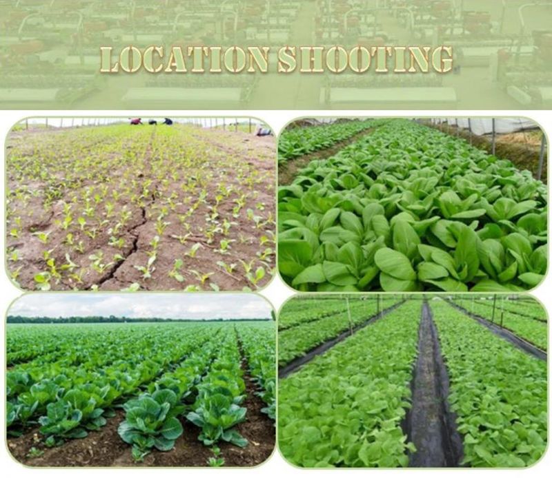 Hand Type Pepper Carrot Planter/ Cherry Radish/ White Radish Seeding Machine/Turnip/Onion Seeding Equipment/ Spinach Sower/Beet Seed Planter/ Vegetable Seeder