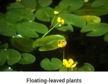 Surface Floating Grass Plant Harvester