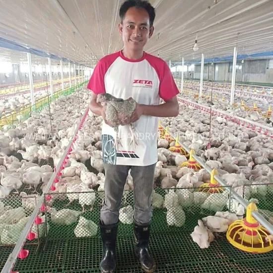 Economic Poultry Farm Construction Plan / Tanzania Poultry Equipment for Broiler Breeder