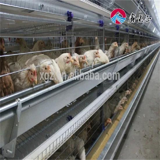 Poultry House Full Set Chicken Farm Equipment