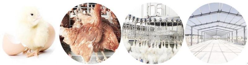 500bph Chicken Processing Slaughter Line in Abattoir