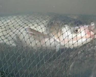 Anti-Fouling Aquaculture Net Fish Cage