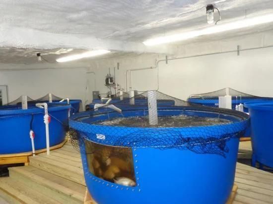40 Cubic Ras Experimental Teaching Circulating Water Aquaculture System
