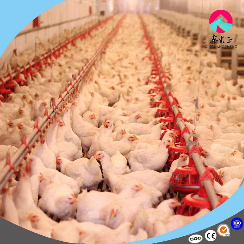 Low Price High Quality Full Automatic Ground Raising Broiler Chicken Equipment