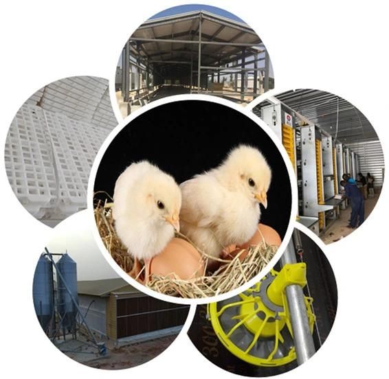 Automatic Poultry House and Equipment The Special Design for Africa