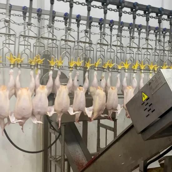 Slaughterhouse Equipment Halal Abattoir Line Broiler Chicken Poultry Slaughter Equipment ...