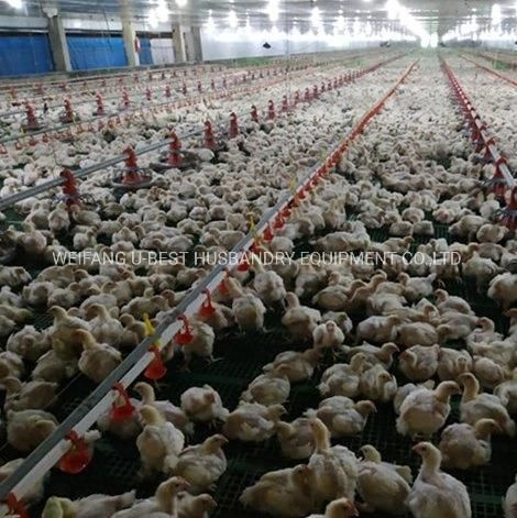 Low Cost High Quality Automatic Temperature Control Closed Chicken Shed