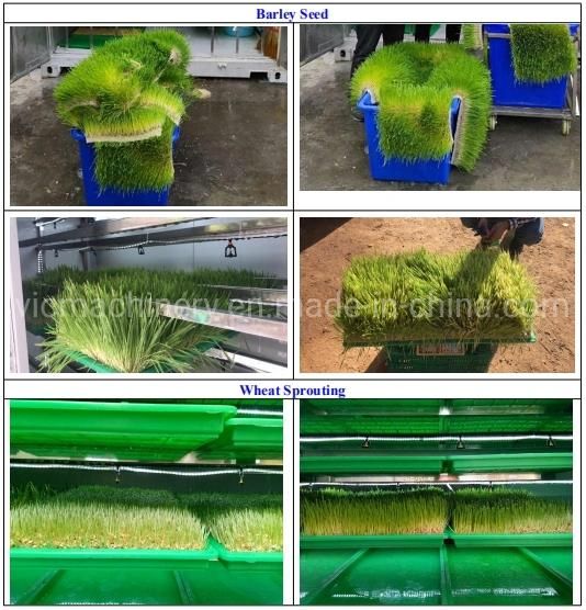 200kg/d Hydropnic Bean Sprouts Growing System