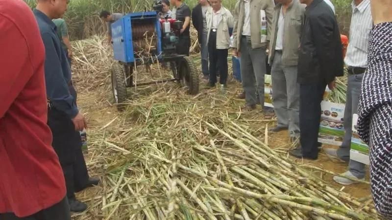 High Efficiency of Sugarcane Leaf Peeling Machine with 8.8kw Diesel Engine