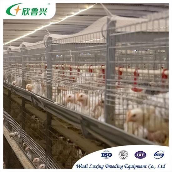 Poultry Animal Cage Feeding System for Broiler / Chicken Bird