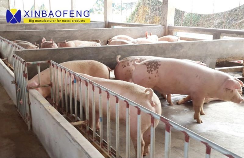 Pig Using Double Sides Feeder Stall Stainless Steel Swine Feeder