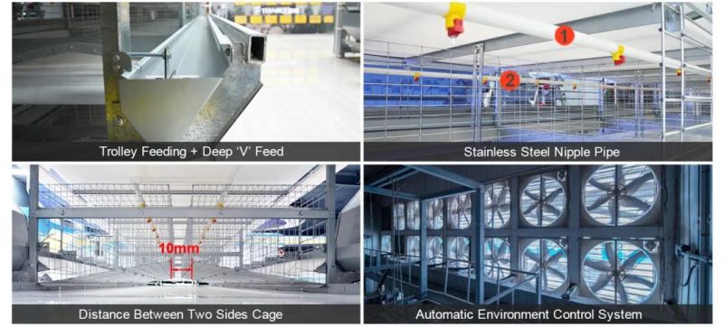 Automatic feeding System Poultry Farm Layer Equipment with Chicken Cages