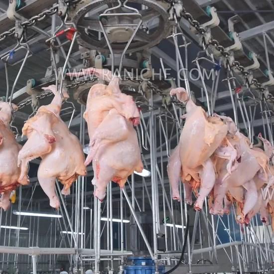 Qingdao Raniche 40000 Bph Halah Chicken Slaughter Machines Poultry Hanging Chute