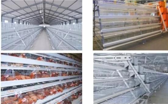 Chicken House/Poultry Equipment Cage / Chicken Egg Incubator for Broiler/Poultry House