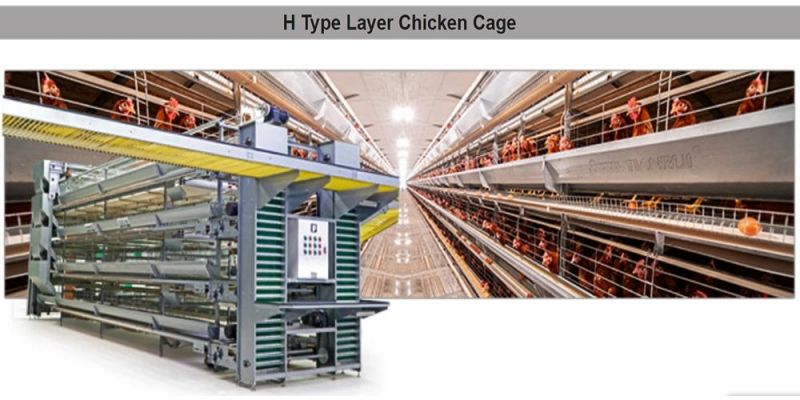 Manufacturing Cage System Used in Laying Chicken Farm Poultry Cage Battery Hen Bird Cage Design
