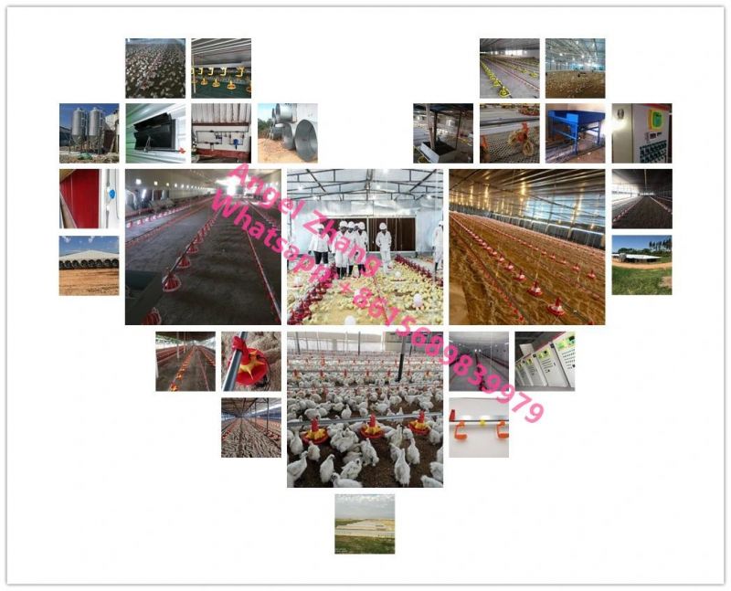 Cost-Effictive Chicken Breeding System Automatic Poultry Farm Equipment