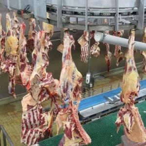 Halal Sheep Mutton Slaughter Slaughterhouse