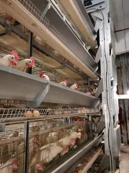Hot Sale Poultry Farm Laying Egg Hens Cage System Used in Malaysia