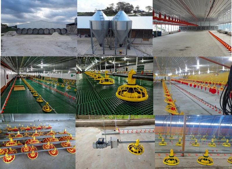 Plastic Floor Type Rearing Equipment for Chicken Farm From Weifang U-Best