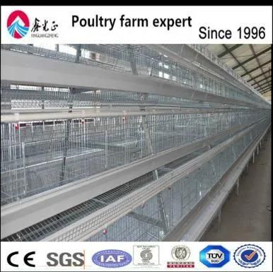 Whole Set Steel Structure Chicken Poultry with Equipments
