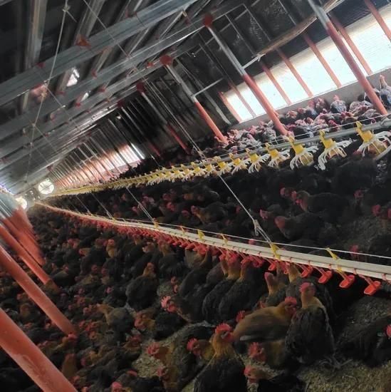 Manufacturer Poultry Raising Equipment for Chicken/Broiler/Breeder