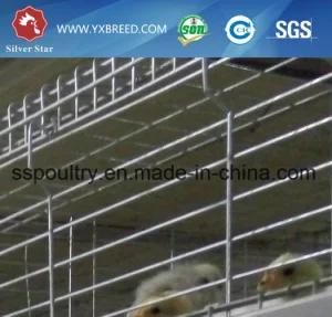 PVC Feeder Trough for Poultry Battery Cage for Algeria (A-3L90)
