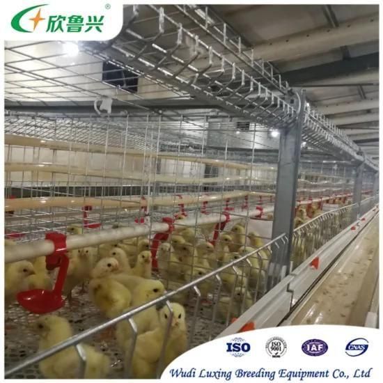 H Type Broiler Chicken Brooder Day Old Chick Battery Pullet Cage
