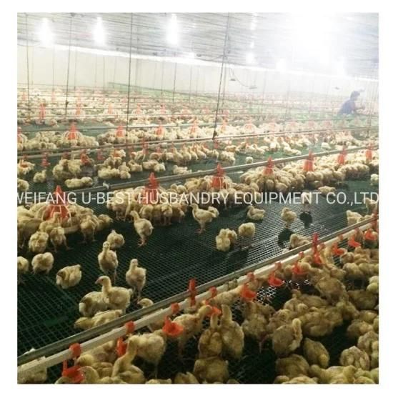 Full Automatic Control Poultry House Chicken Feeder and Drinker Farming Equipment