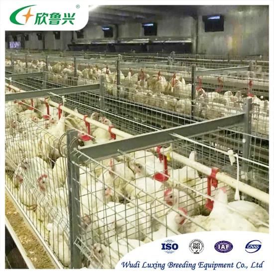 Automatic Broiler Chicken Farm Equipment Broiler Chicken Animal Poultry Cage