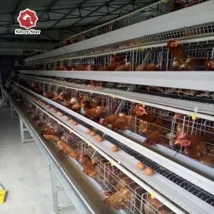 Big Capacity a Type Chicken Battery Cage Selling From China