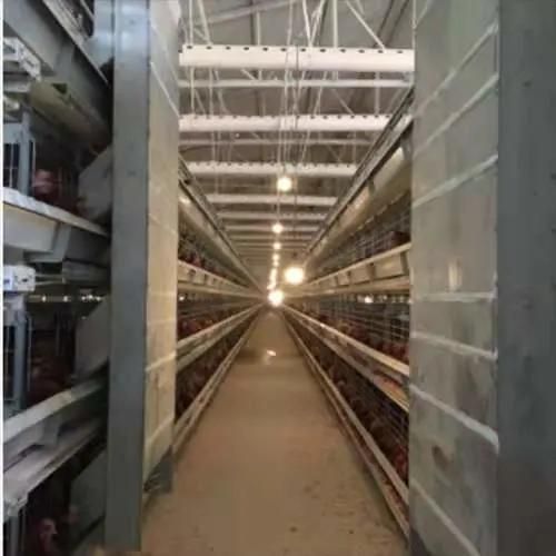 6 Tiers H Type Cage for Farm Poultry Cage