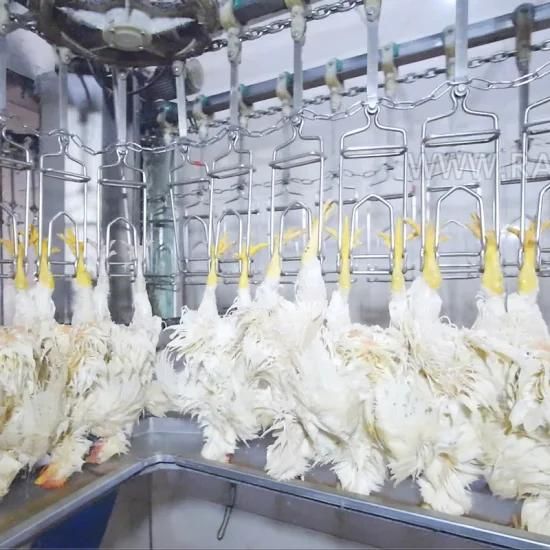 500bph Small Chicken Slaugtering Production Line / Small Capacity Automatic Chicken ...
