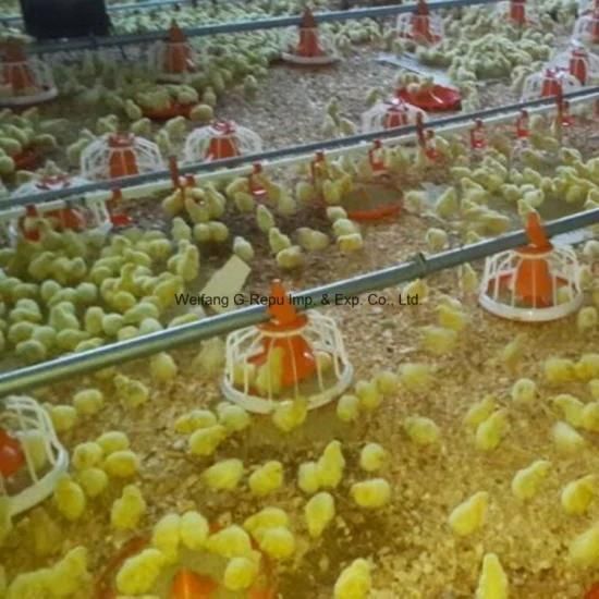 Automatic Modern Pan Feeding System for Layer Chicken