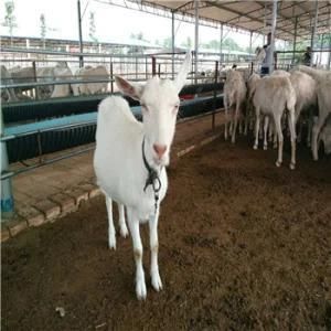 Automatic Beef Cattle Sheep Tripe Washing Cleaning Machine