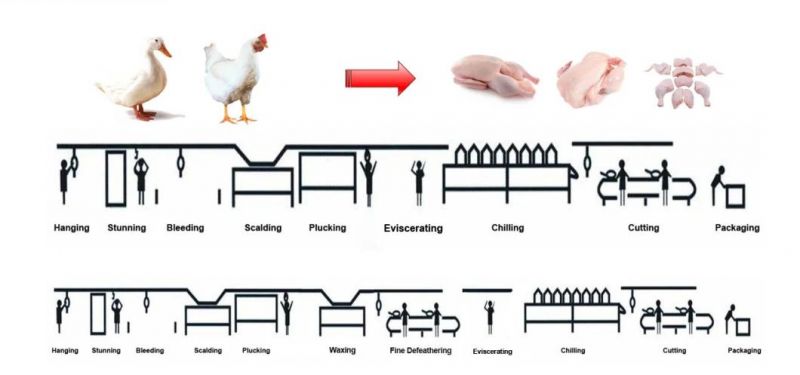 2000bph Poultry Farming Chicken Slaughterhouse/Abattoir Slaughtering