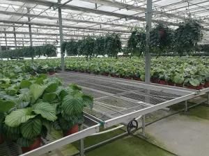 Skyplant Best Quality Horticulture Greenhouse Rolling Benches