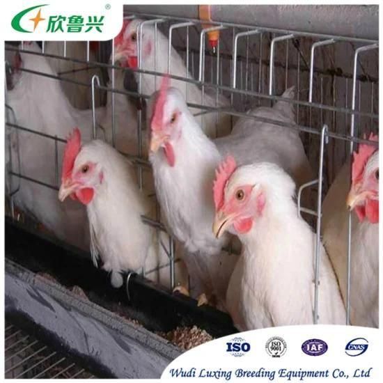 Poultry Farm Equipment Automatic Battery Chicken Layer Cages for Pullets Raising
