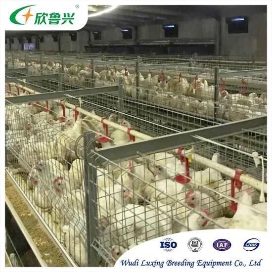Modern Design Automatic Layer Chicken Cage for Poultry Farm with 120/160 Birds