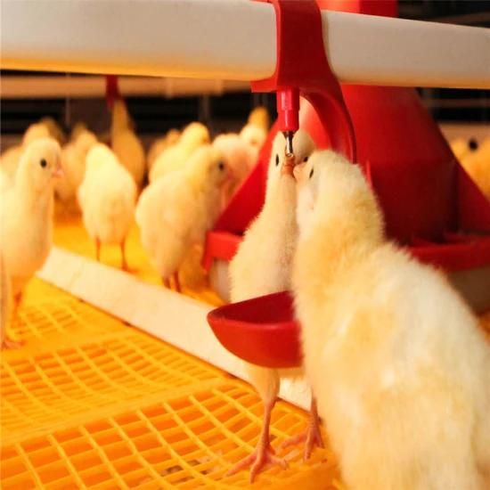 Prefabricated Quickly Installed High Tech Easy Feeding Meat Chicken Farm