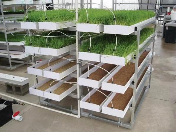 Customized Multi Layers Microgreen Hydroponic System Fodder Tray for Barley