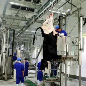 Halal Cow Slaughter Line for Angus Meat Processing in Cattle Abattoir