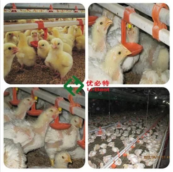 Fully Automatic Complete Chicken Poultry Equipment for Poultry Farm