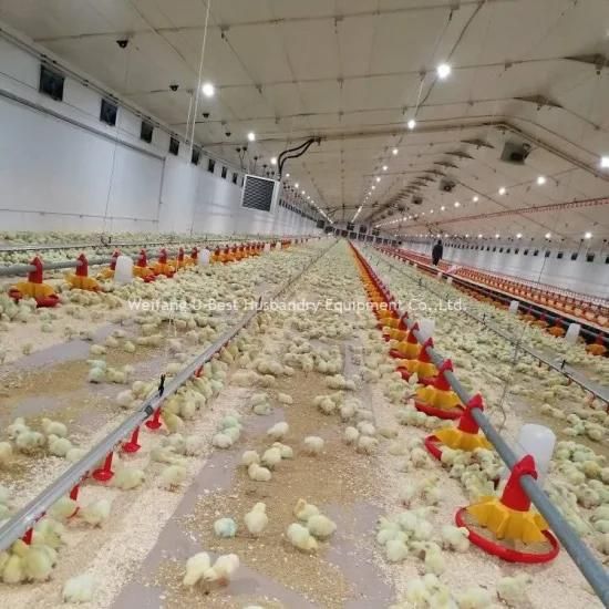 Chicken Feeding System for Poultry Farm