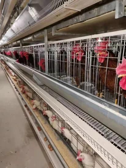 Automatic Animal Cage Feeder Poultry Farm Chicken Equipment System for Broiler Chicken ...