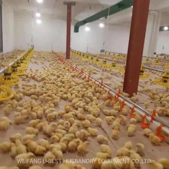 Chicken Livestock Layout Poultry Farm House Equipment for Sale