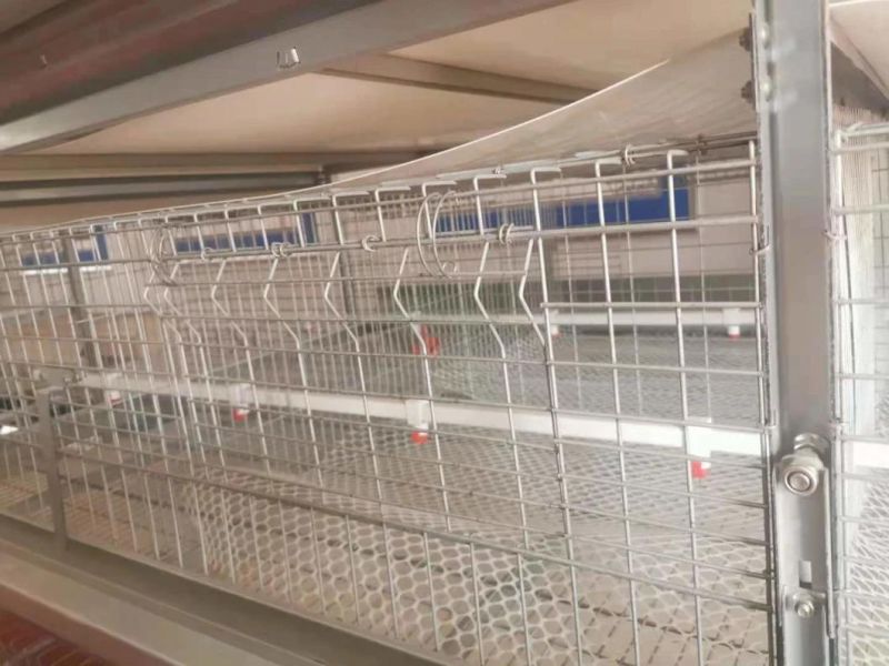 Saving Money Type Cage for Farmer Poultry Equipment