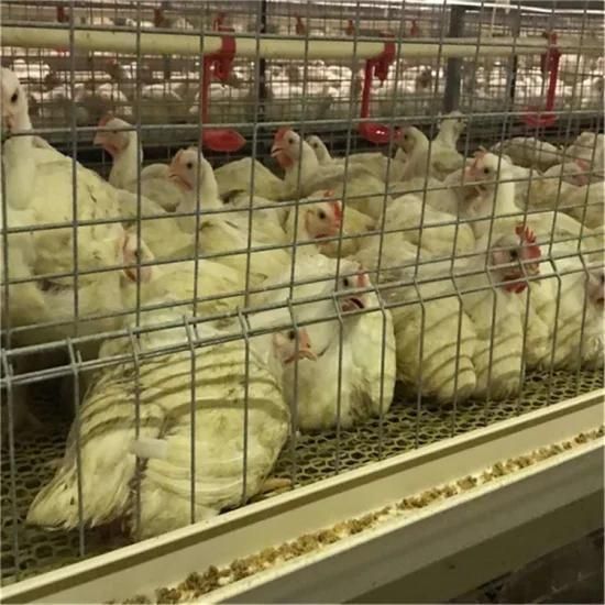 Poultry Battery Layer Chicken Cage/Uganda Poultry Farm Automatic Chicken Layer Cage