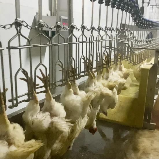 Qingdao Raniche 1000bph Chicken Processing Machine Slaughter Processing Line