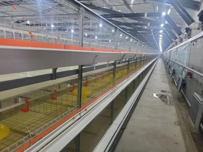 Factory Price Automatic Galvanized Farm Equipment Livestock Poultry Bird Battery Chicken Cages for Feeding Drinking for Chicken House/Broiler/Breeder/Layer